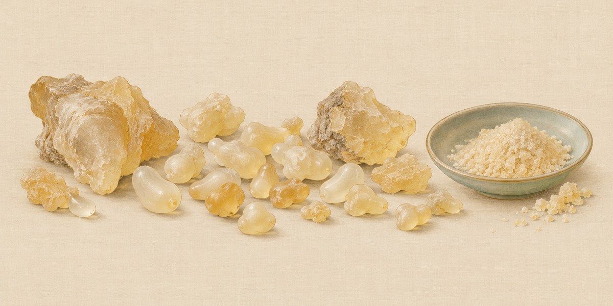 Planche peinte : des larmes d’oliban, pour la plupart en gouttes arrondies, et une coupelle de résine en poudre.